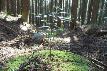 DSCF4899ヒノキの林の中ｂ.jpg