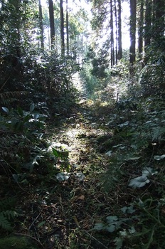 DSCF4911林の中の道ｂ.jpg